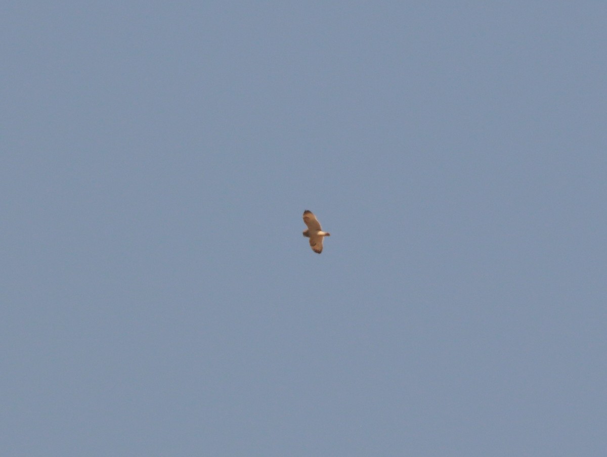 Short-eared Owl - ML140285151