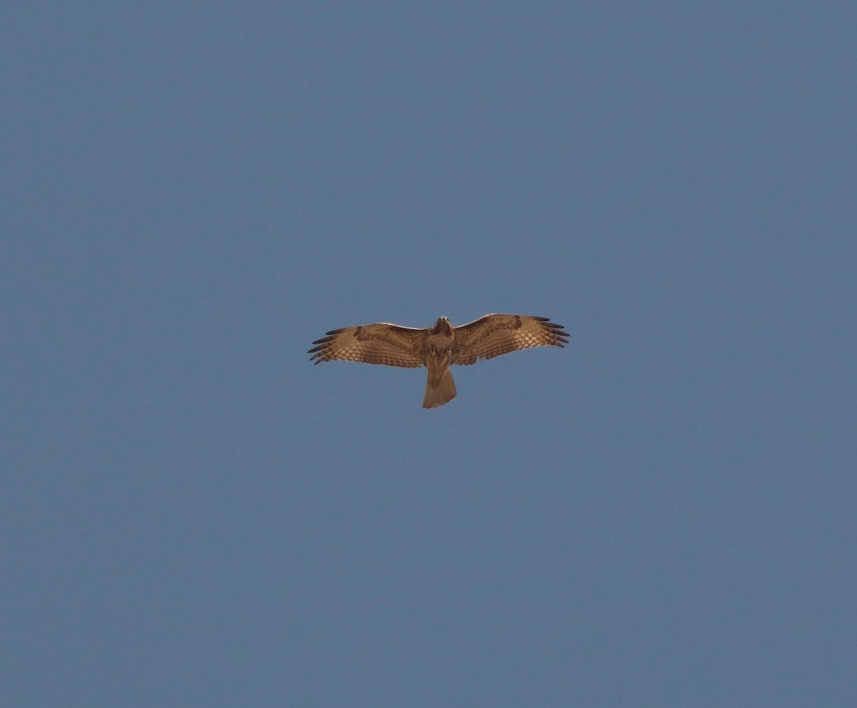 Red-tailed Hawk - ML140285271