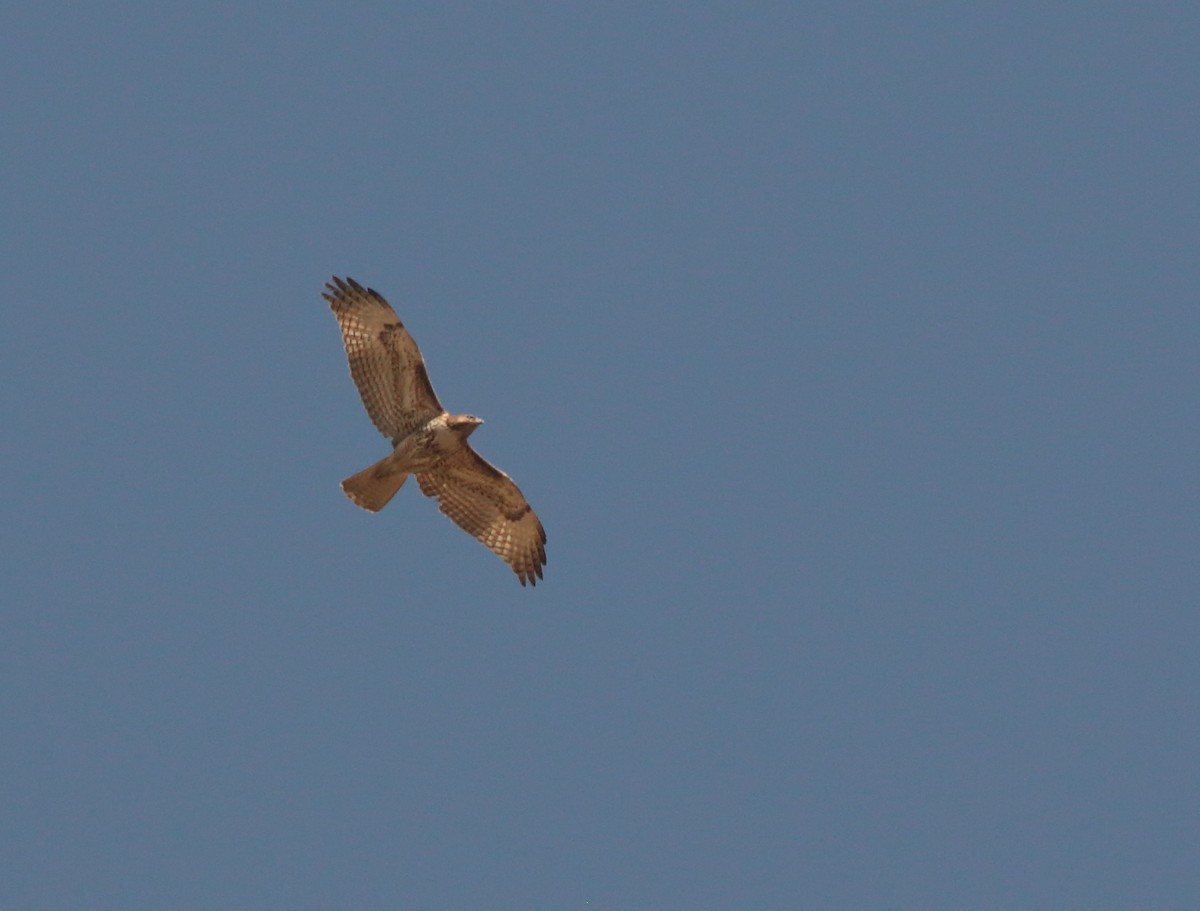 Red-tailed Hawk - ML140285291