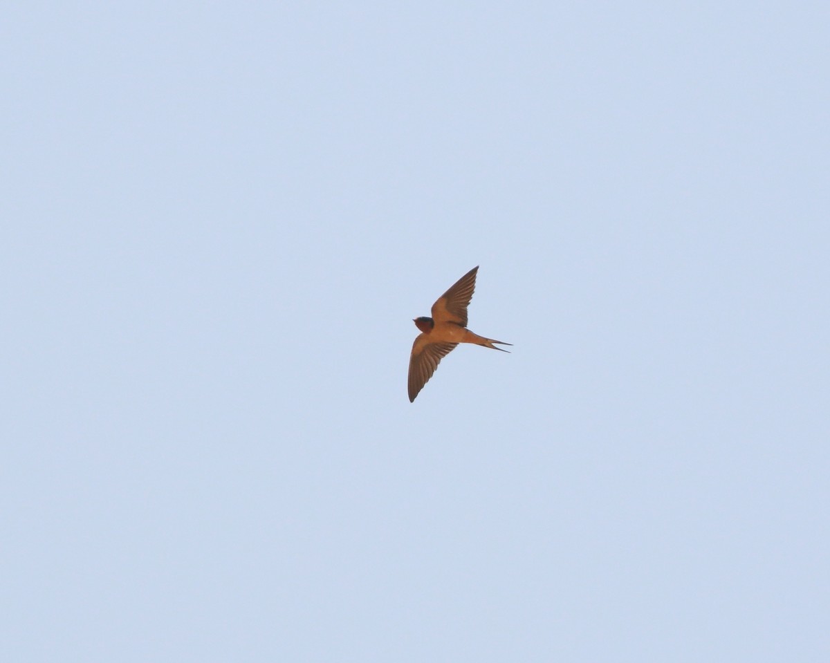 Barn Swallow (American) - ML140285361