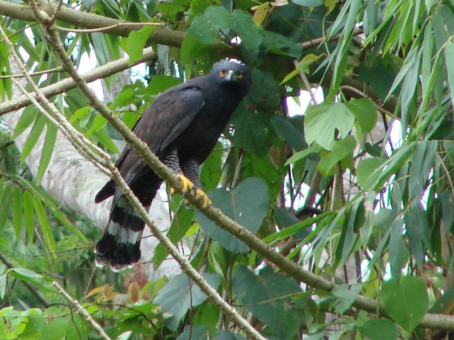 Possible confusion species: adult Black Hawk-Eagle (<em class="SciName notranslate">Spizaetus tyrannus</em>). - Black Hawk-Eagle - 