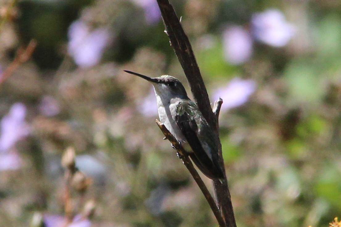 Ruby-throated Hummingbird - Nestor Herrera