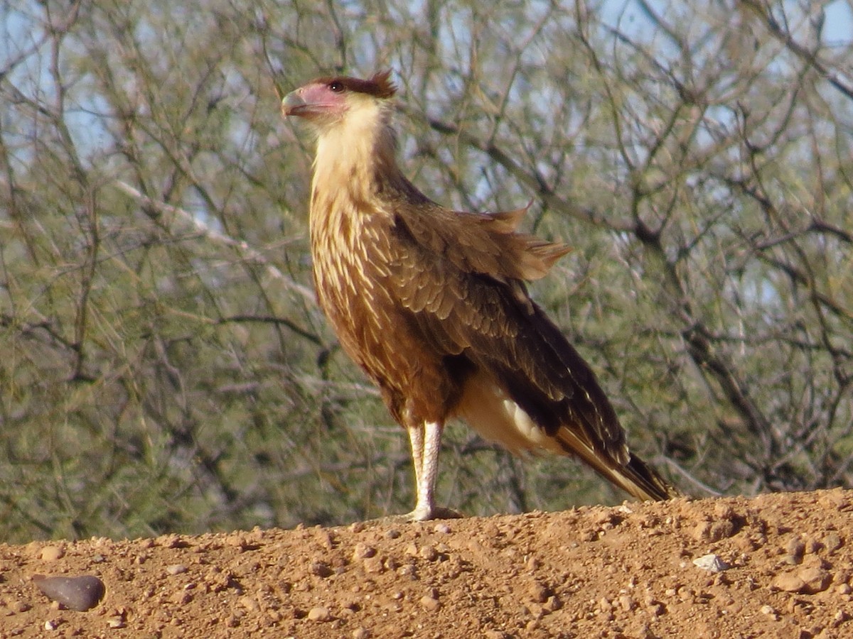 Crested Caracara (Northern) - Cathy Beck