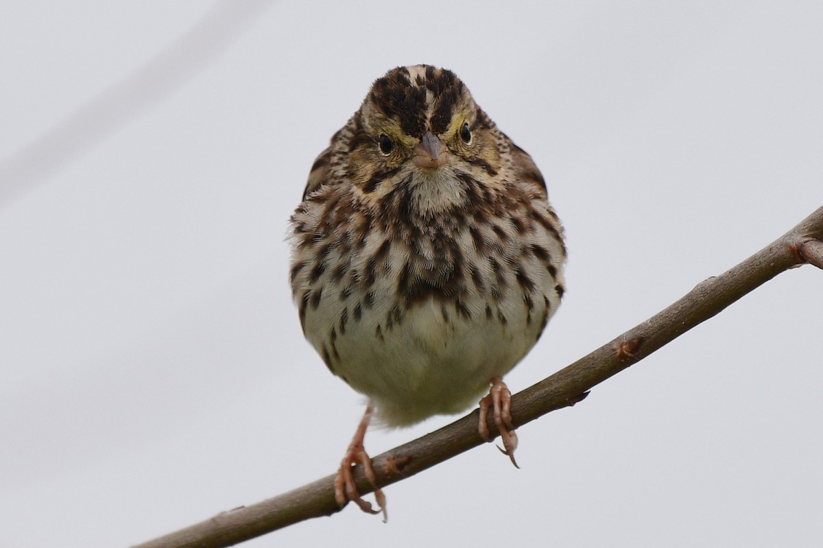 Savannah Sparrow - ML140288331