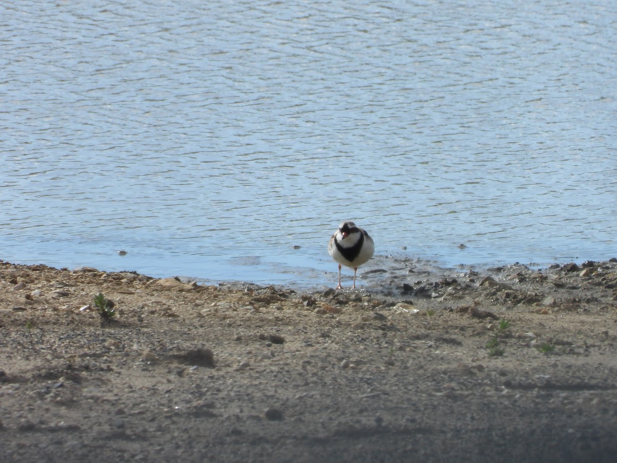 Black-fronted Dotterel - Colby Neuman