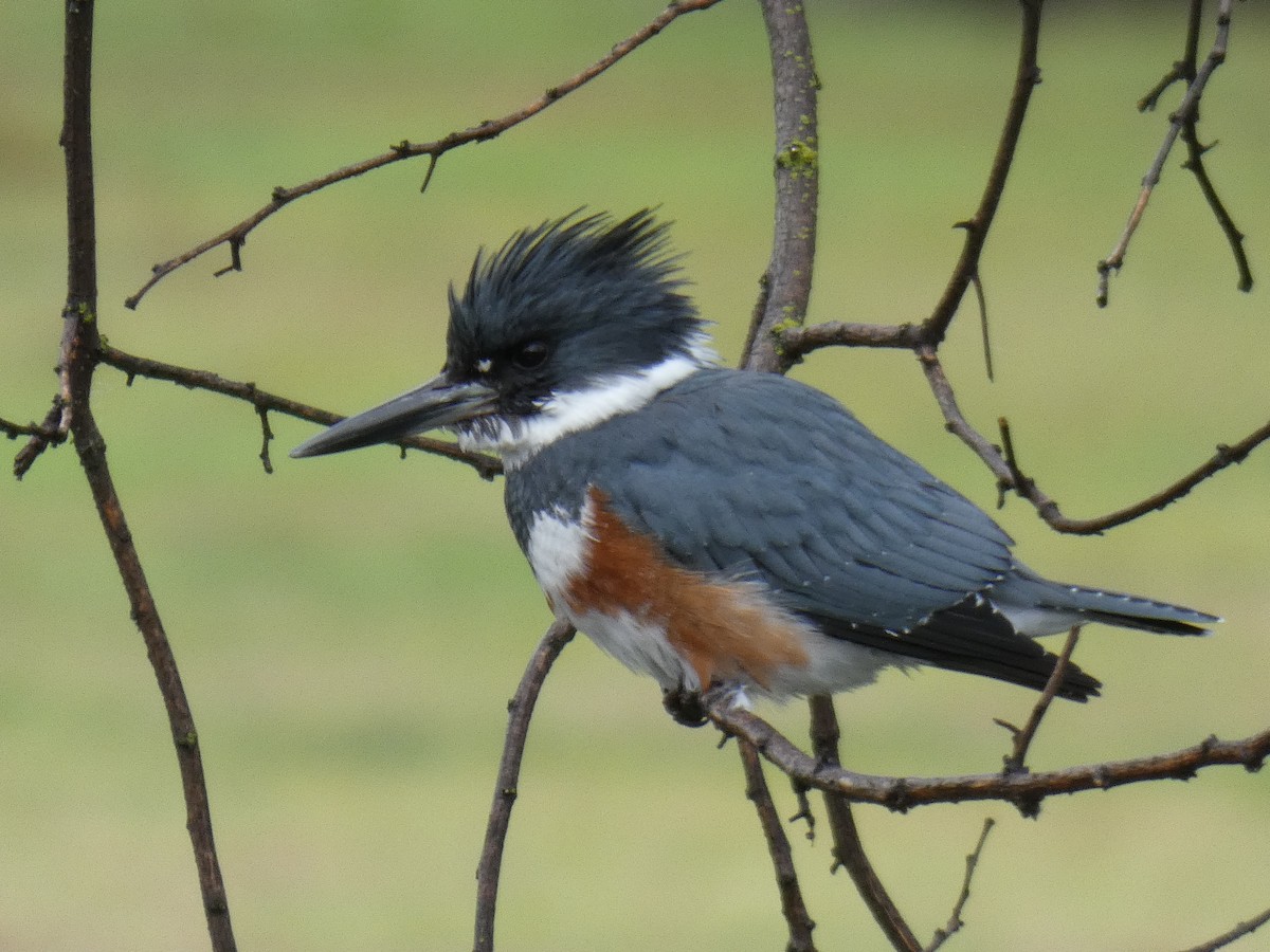 Belted Kingfisher - ML140288391