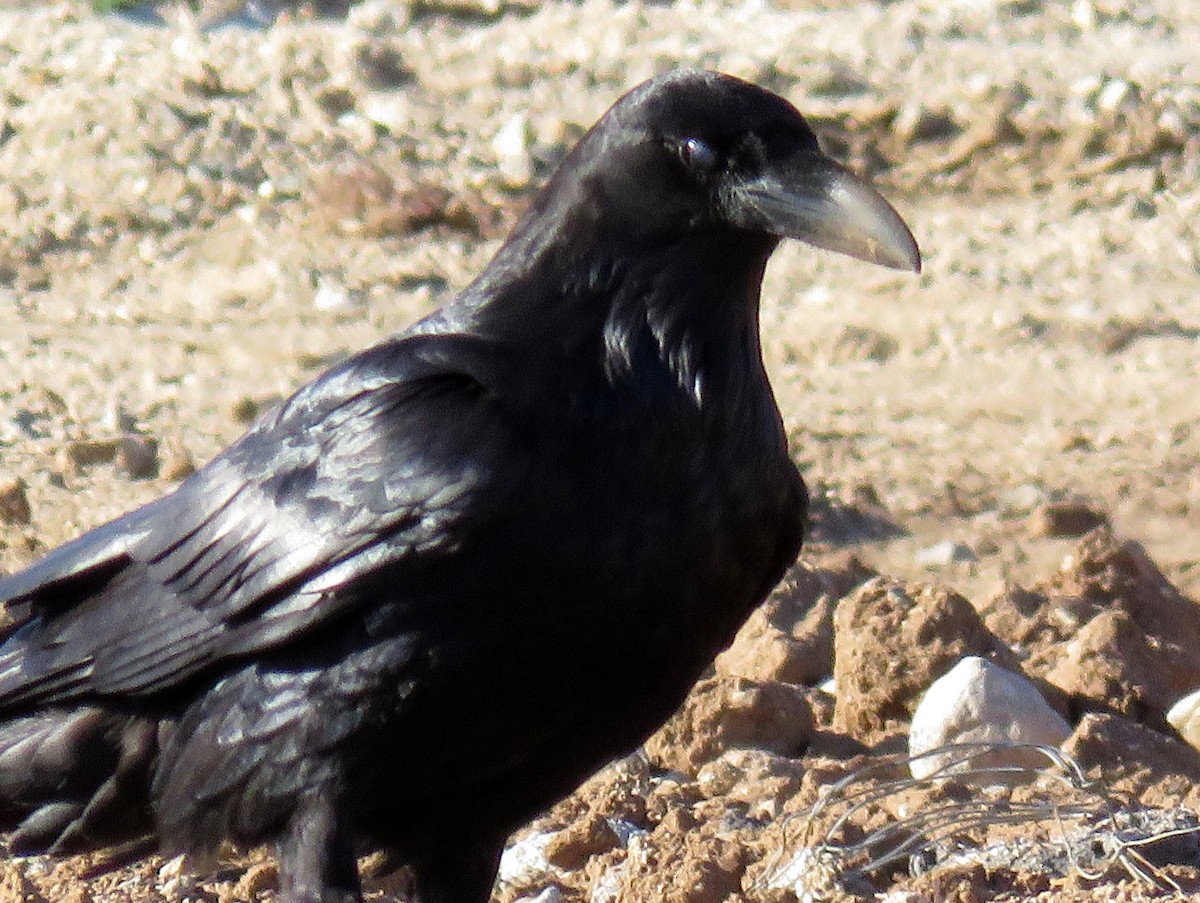 Common Raven - ML140289011