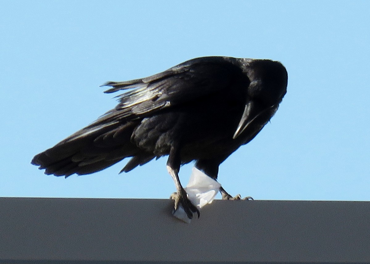 Common Raven - ML140289181