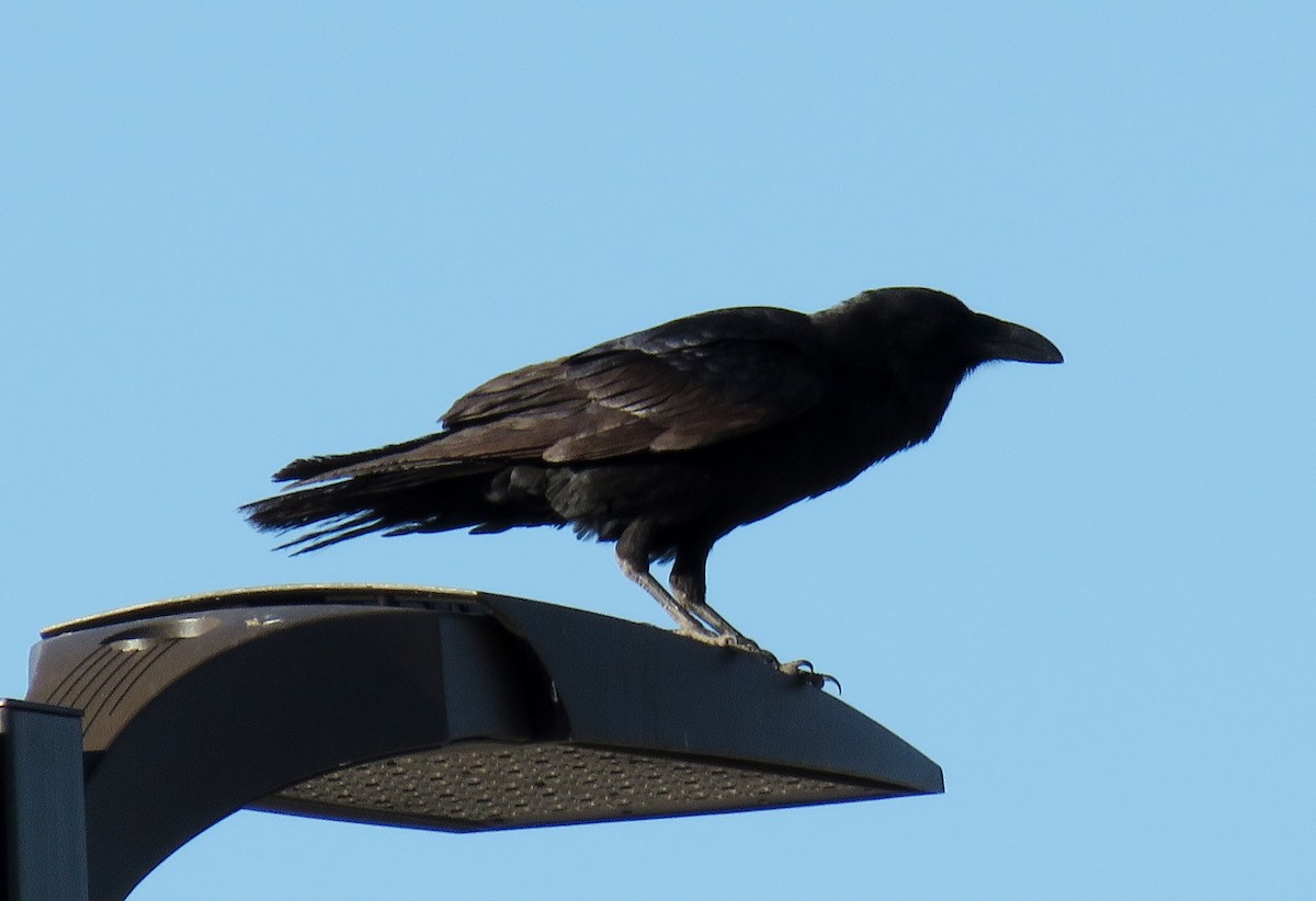 Common Raven - ML140289191