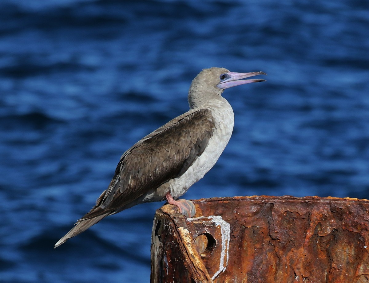 Red-footed Booby - ML140290061