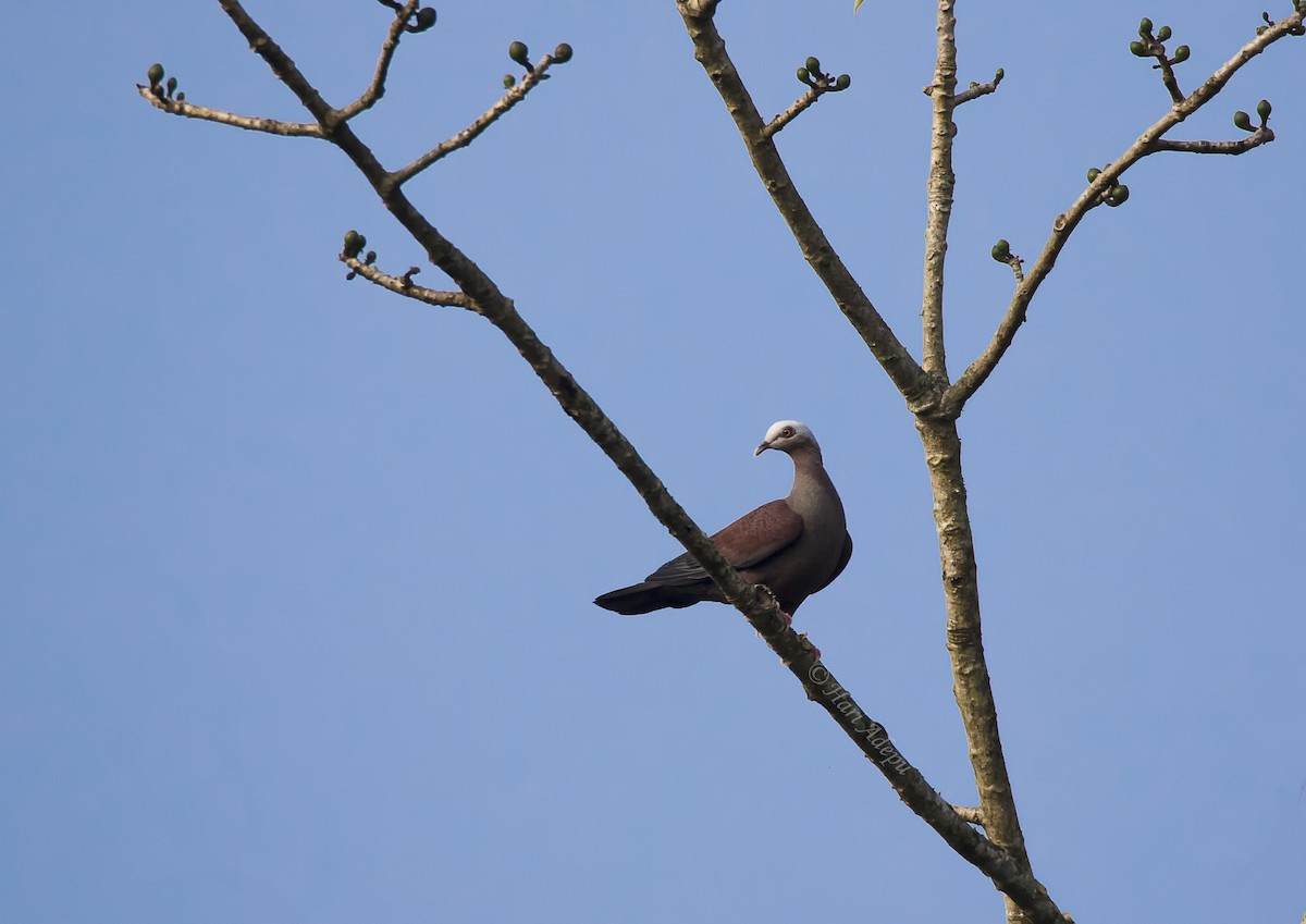 Pale-capped Pigeon - ML140290501