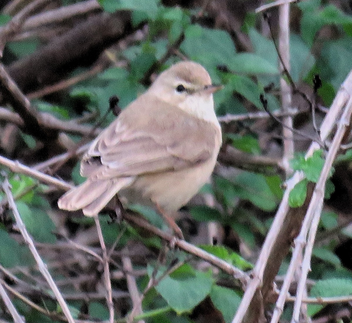 Booted Warbler - ML140292531