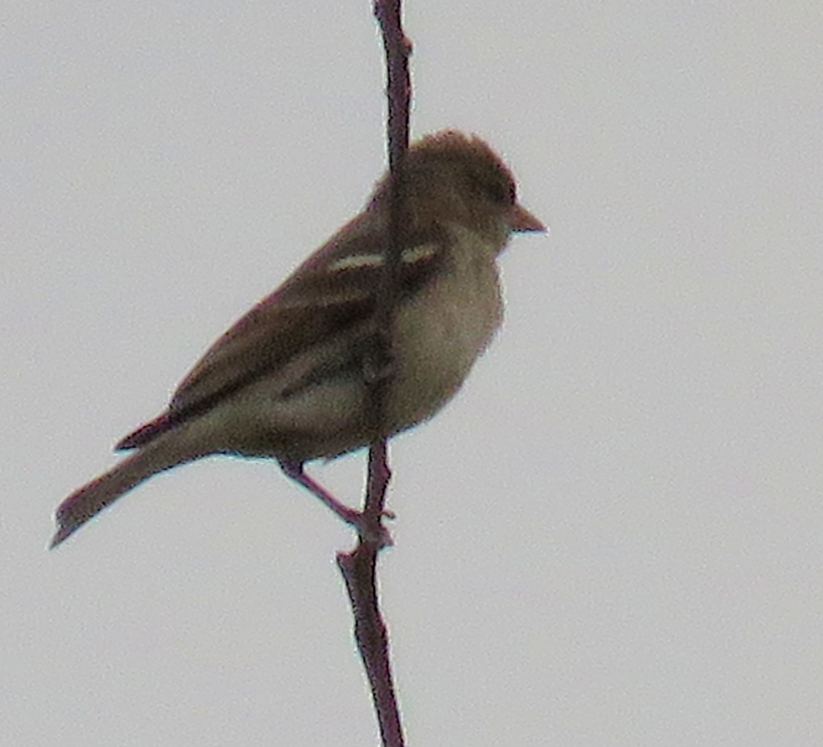 Yellow-throated Sparrow - Santharam V