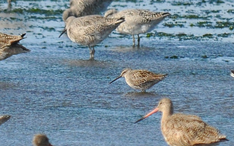 Short-billed Dowitcher - Ryan O'Donnell