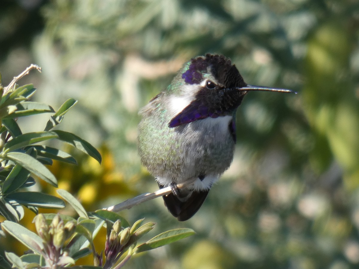 Costa's Hummingbird - ML140295431