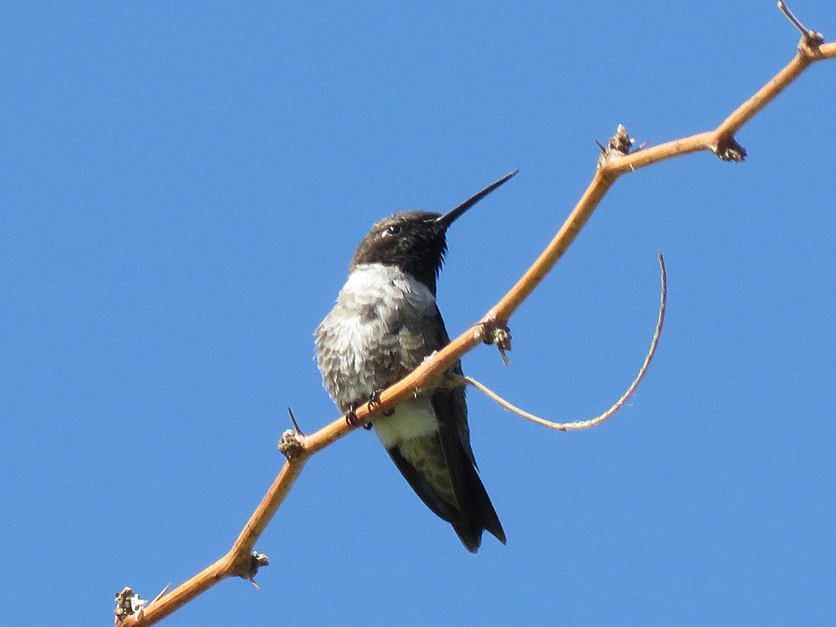 Black-chinned Hummingbird - ML140295691