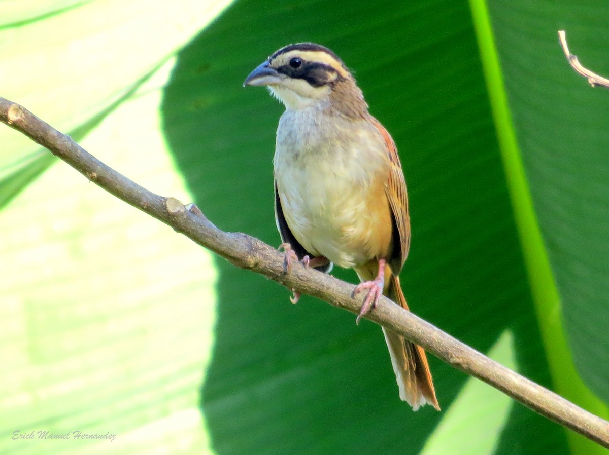 Stripe-headed Sparrow - Erick Hernandez