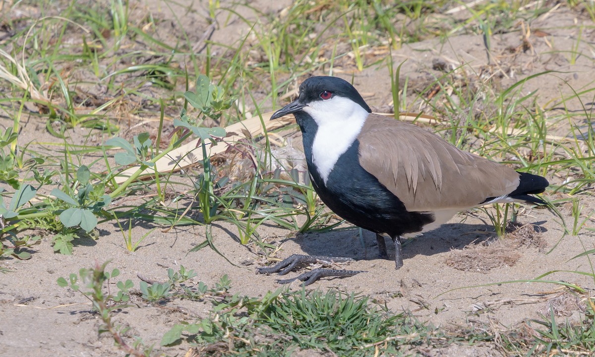 Spur-winged Lapwing - ML140297461