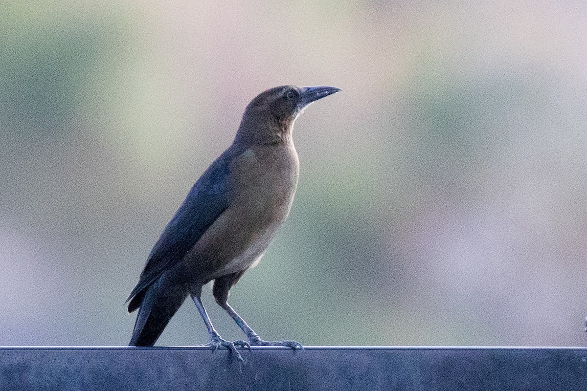 Great-tailed Grackle - ML140300051