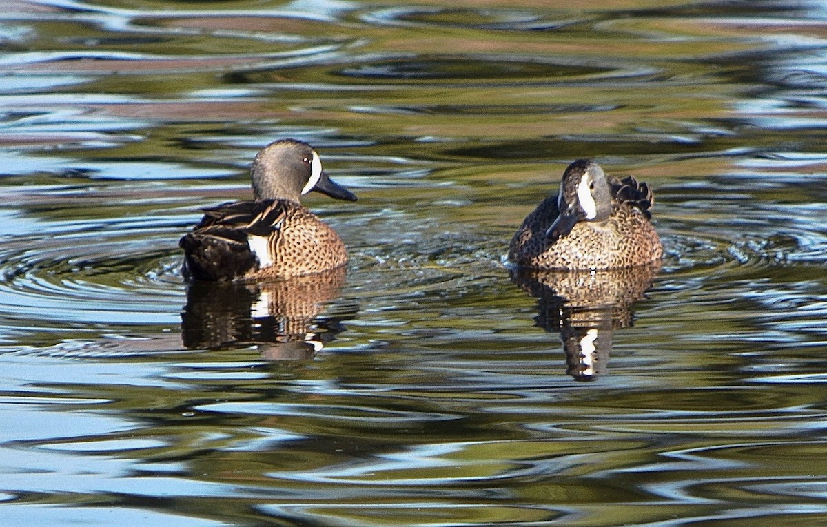 Blue-winged Teal - Paul  Contreras
