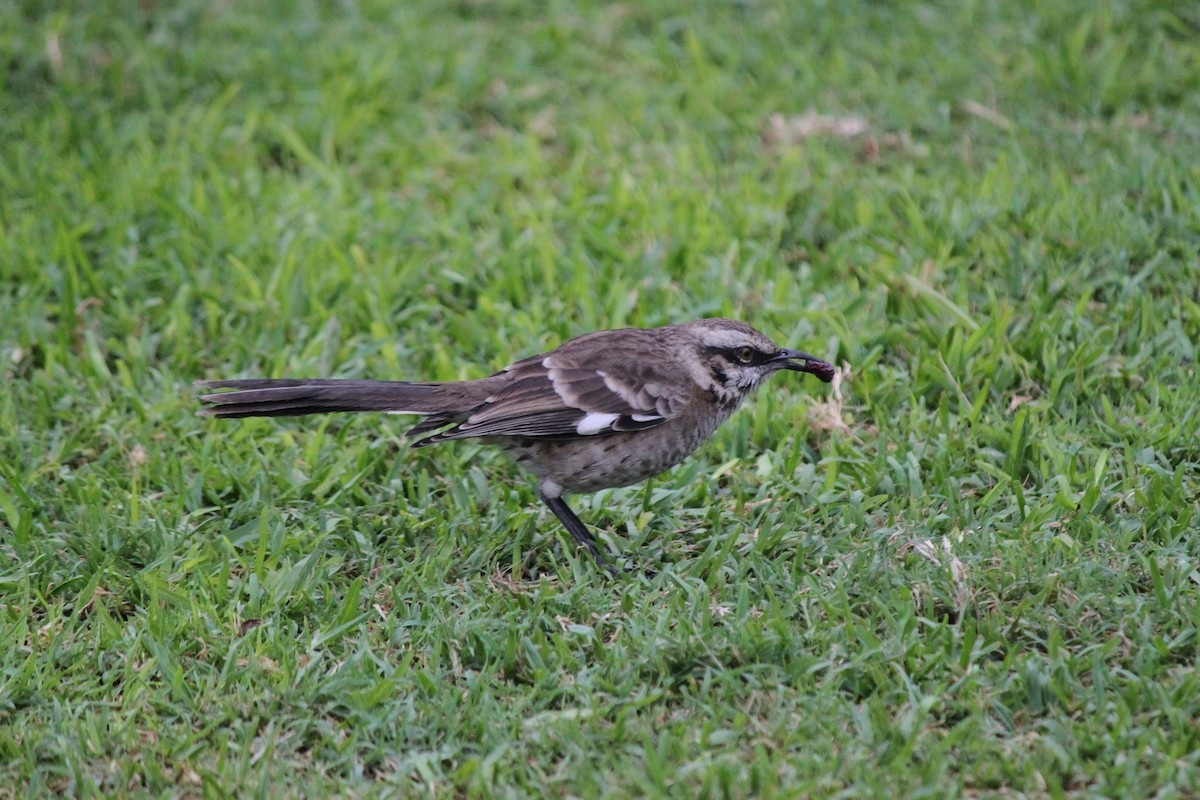 Long-tailed Mockingbird - Rainer Rehwinkel