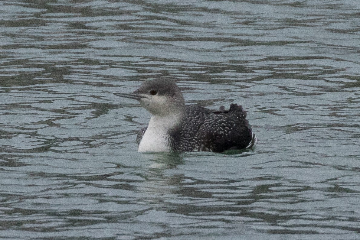 Red-throated Loon - ML140307591