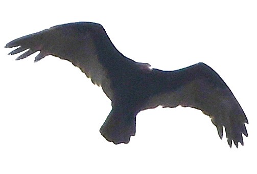 Turkey Vulture - ML140307671