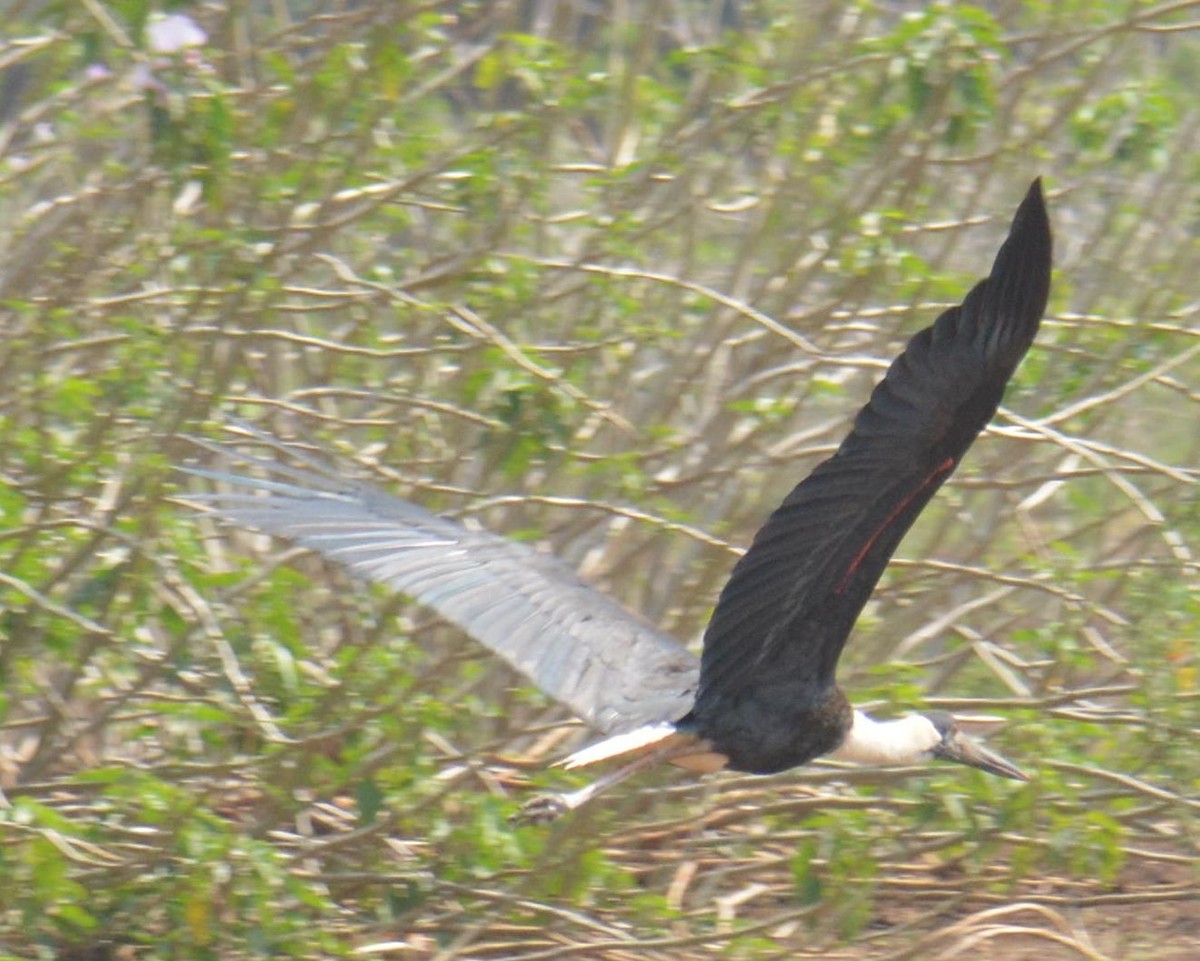 Asian Woolly-necked Stork - Ashish Jha