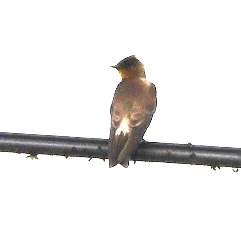 Southern Rough-winged Swallow - Steve Davis