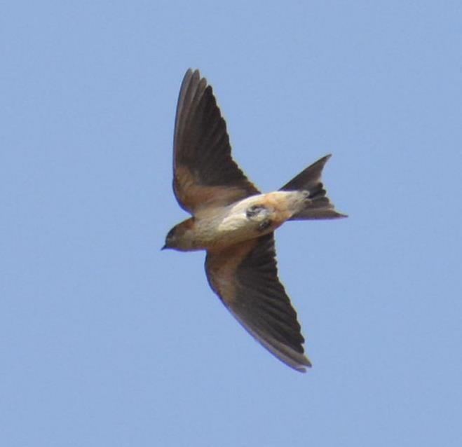 Red-rumped Swallow - ML140307831
