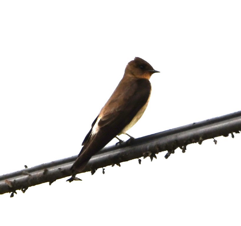 Southern Rough-winged Swallow - ML140307851