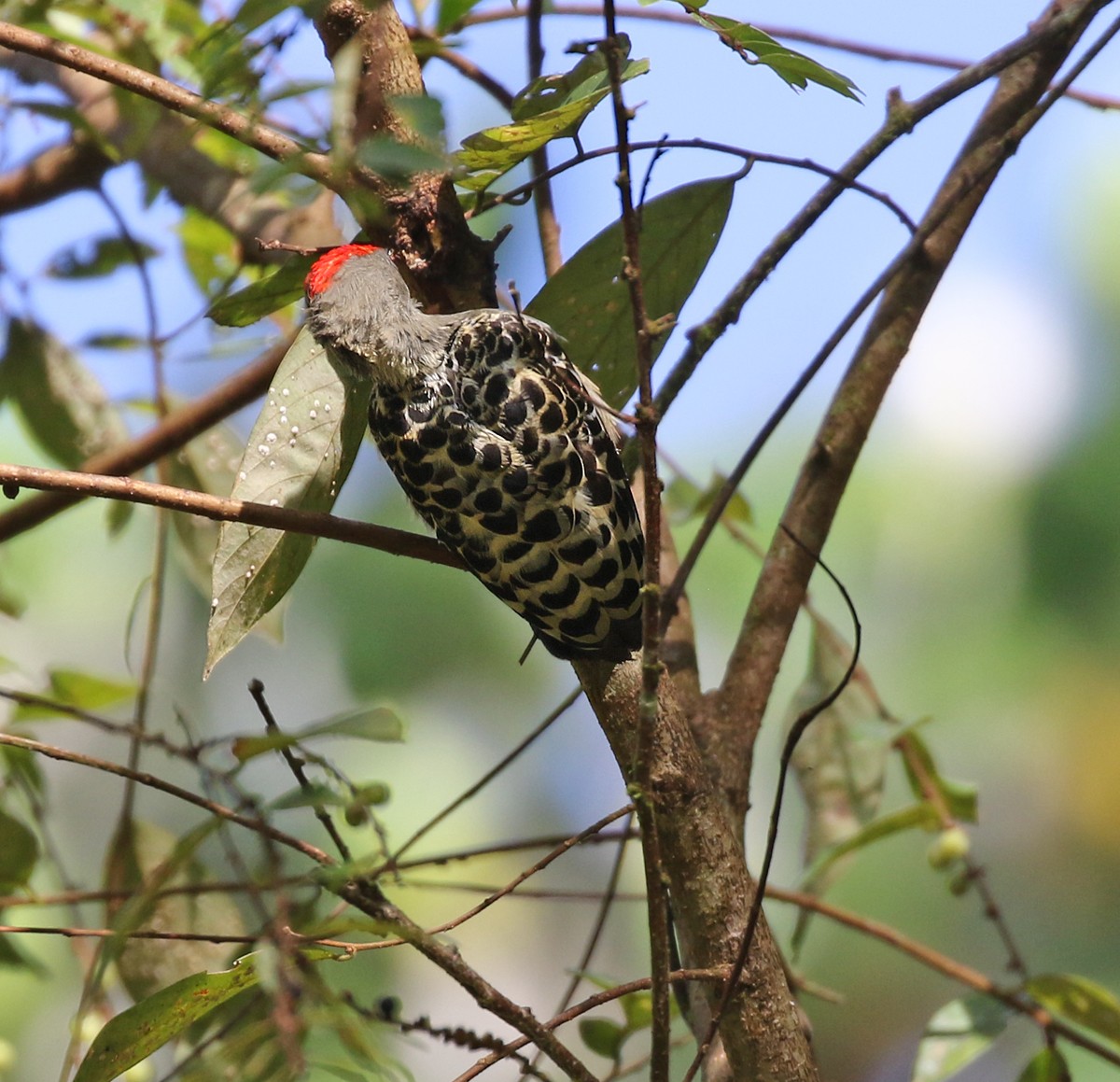 Gray-and-buff Woodpecker - Dave Bakewell