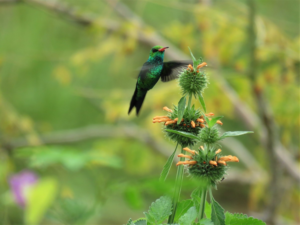 kolibřík lesklobřichý - ML140308151