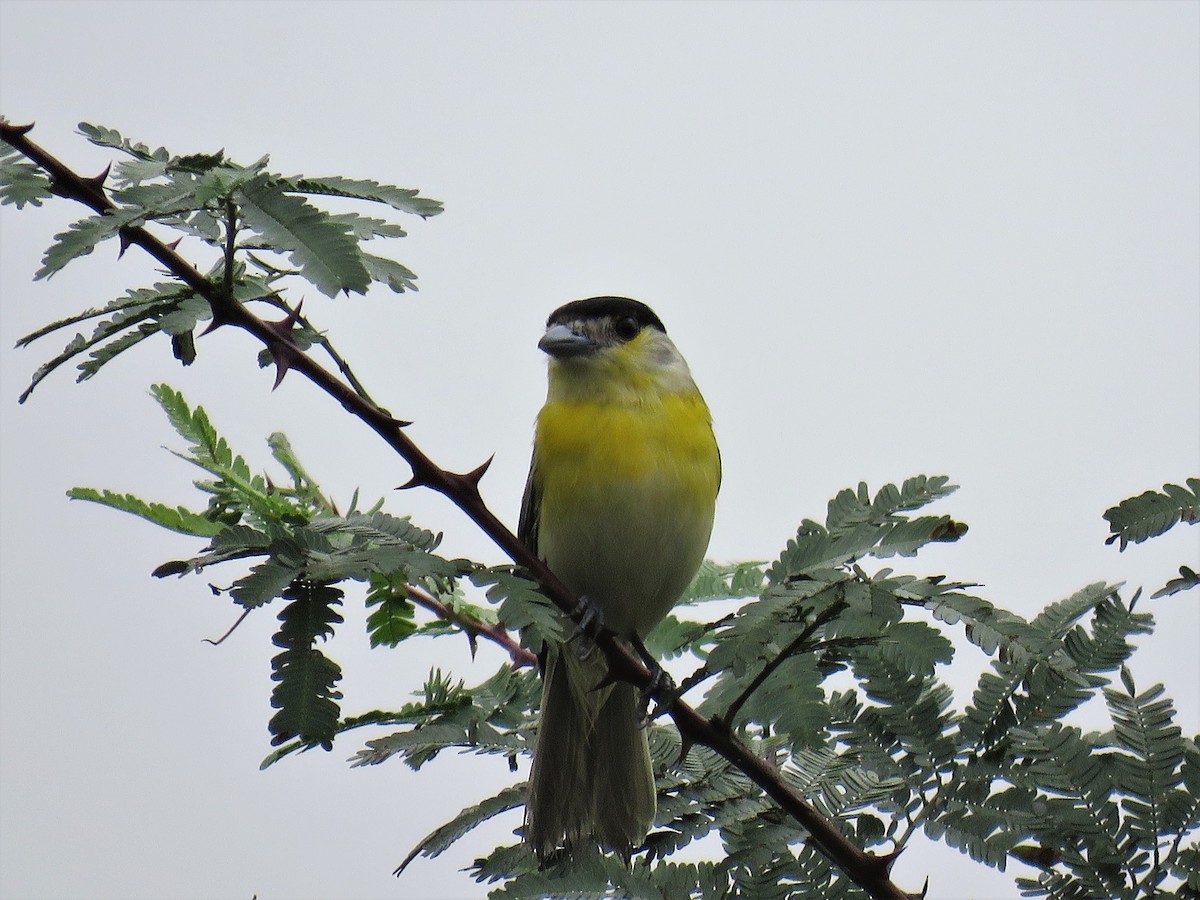 Green-backed Becard - ML140308741