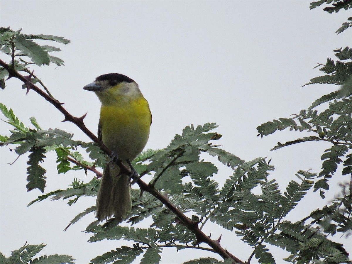 Green-backed Becard - ML140308831