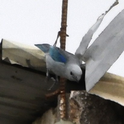 Blue-gray Tanager - ML140308891