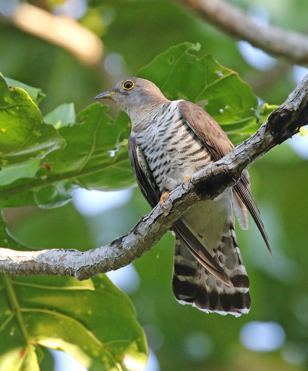 Indian Cuckoo - Dave Bakewell