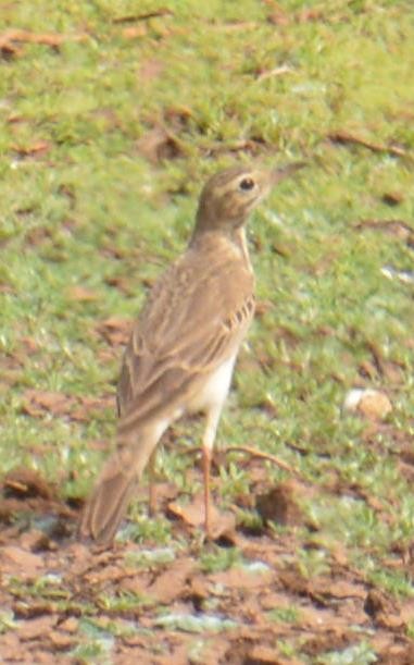 pipit sp. - ML140309621