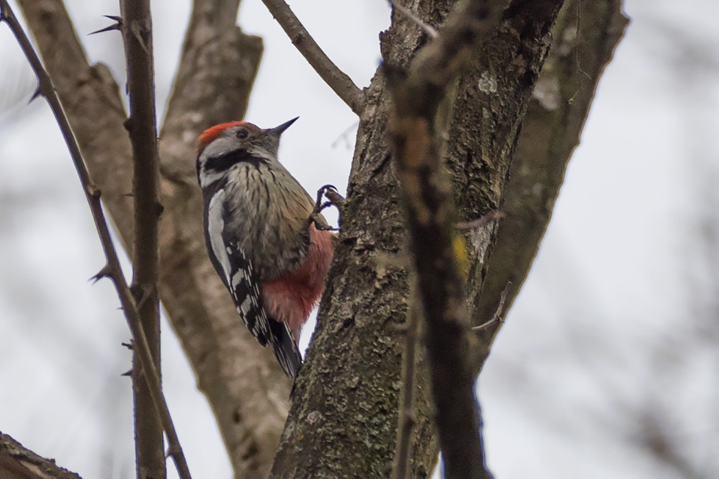 Middle Spotted Woodpecker - Göktuğ  Güzelbey