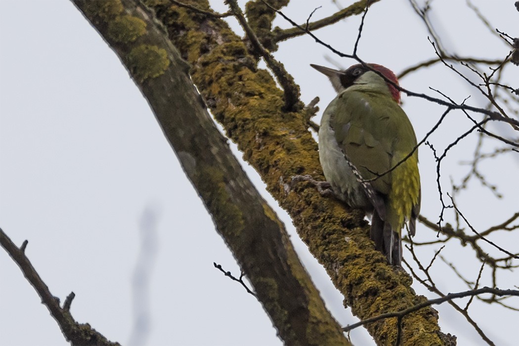 Eurasian Green Woodpecker - Göktuğ  Güzelbey