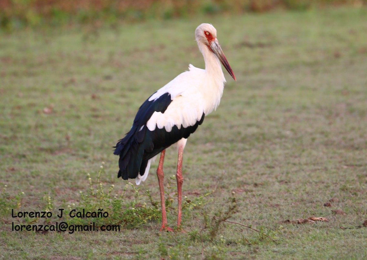 Maguari Stork - Lorenzo Calcaño