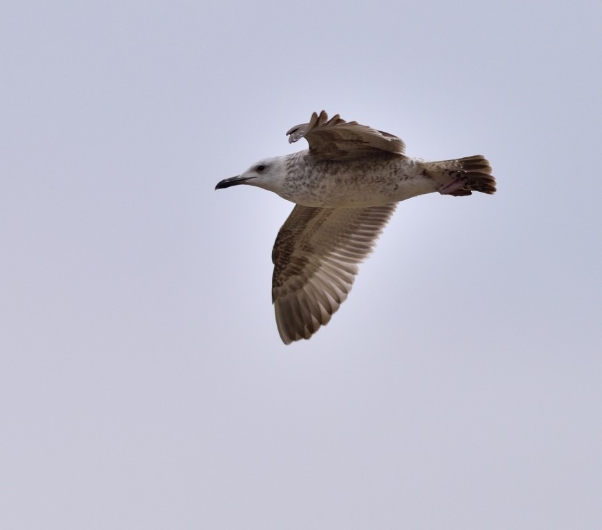 Caspian Gull - Gordan Pomorišac