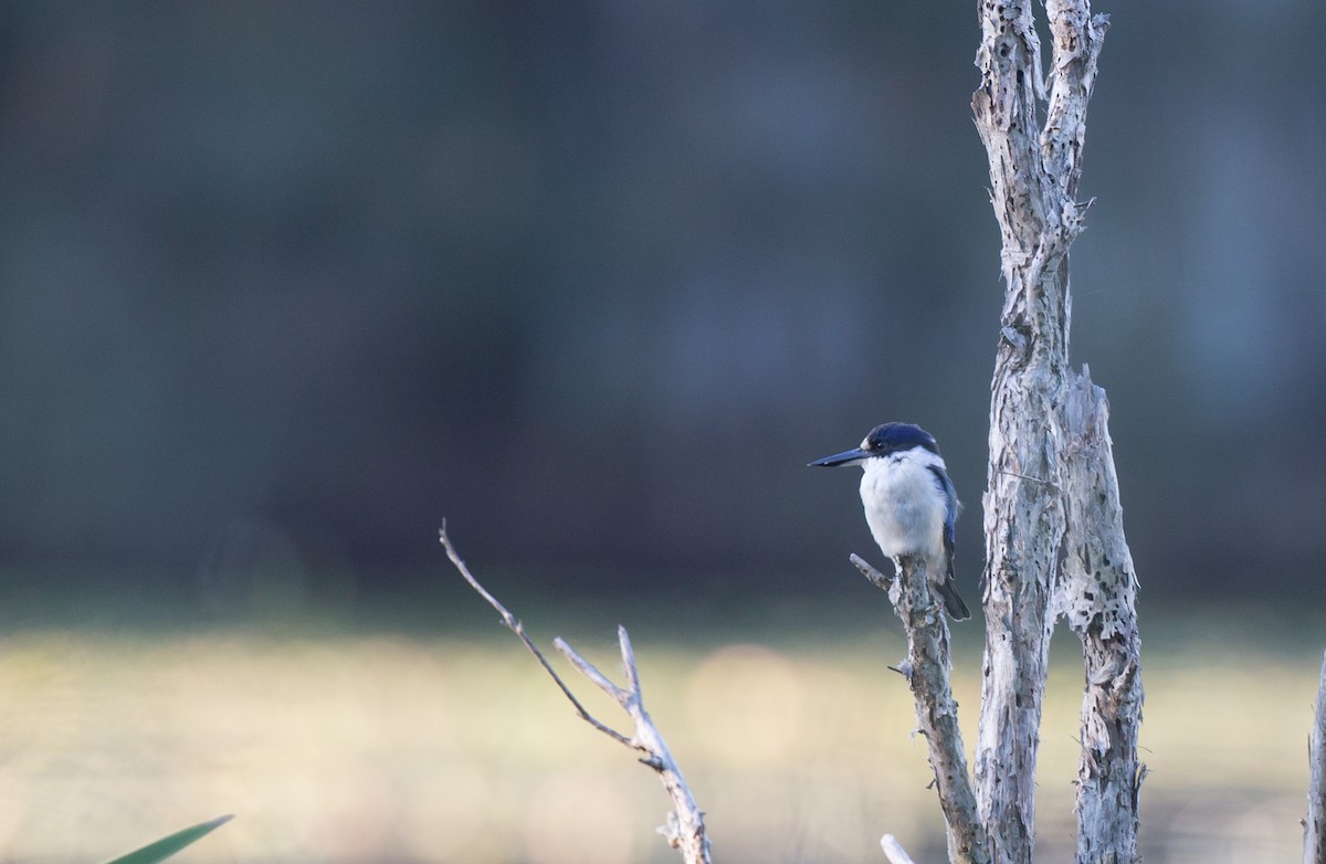 Forest Kingfisher - ML140312451