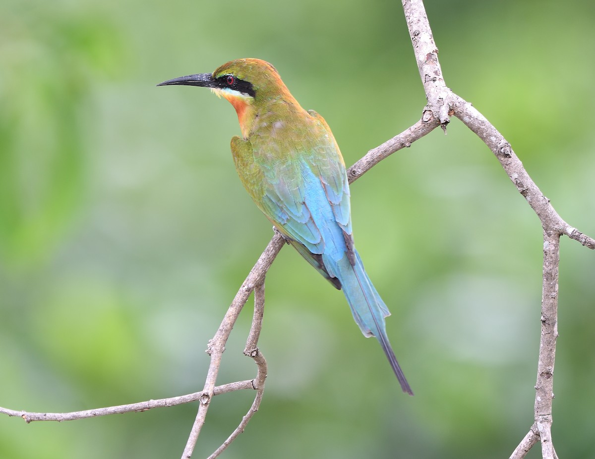 Blue-tailed Bee-eater - Leefung Chai