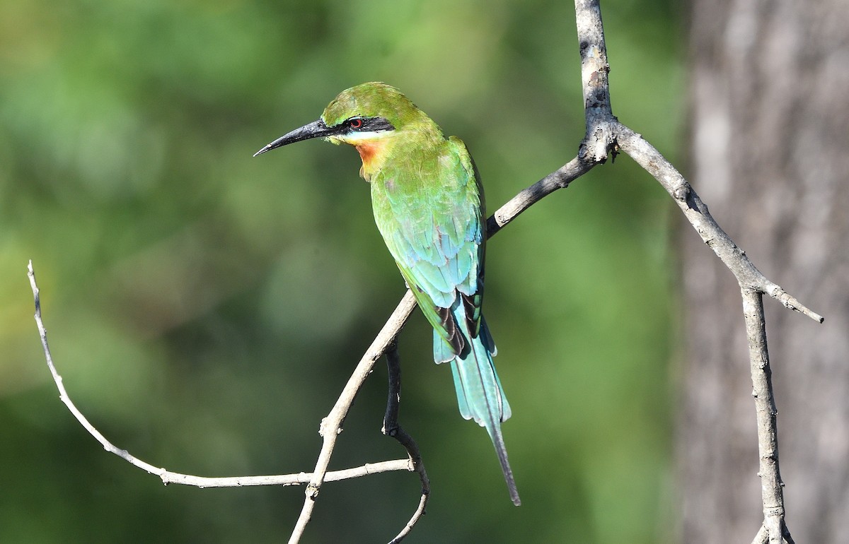 Blue-tailed Bee-eater - ML140315411