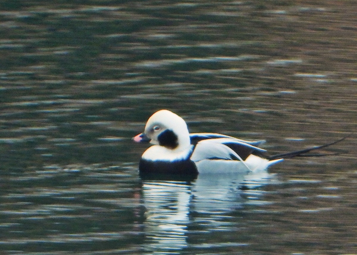 Long-tailed Duck - ML140315731
