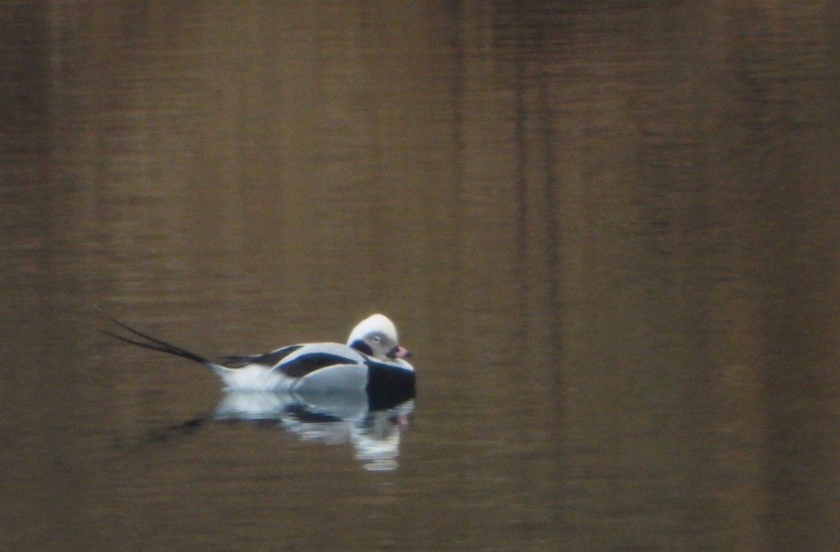 Long-tailed Duck - Jim Emery