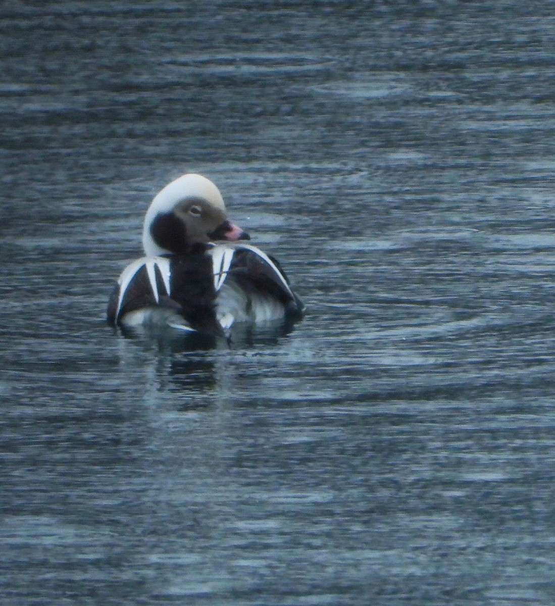 Long-tailed Duck - ML140315761