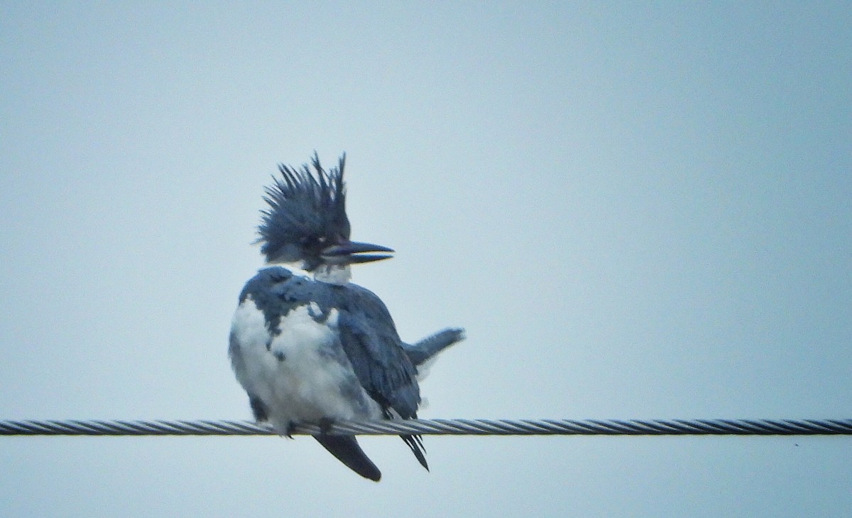 Belted Kingfisher - ML140315921
