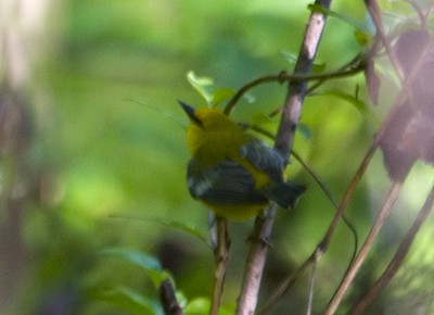 Blue-winged Warbler - Martin Wall